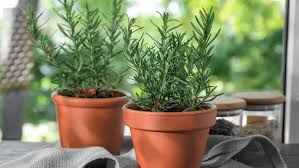 🌿 Romerito eterno en maceta: cómo disfrutar 10 años de aroma y sabor