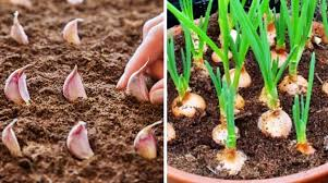 Cómo Cultivar Ajo en Macetas: Consejos Fáciles para Tener Ajo Fresco y Abundante en tu Balcón