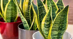 Multiplicación de la Lengua de Suegra: Guía Fácil para Cultivar y Multiplicar Esta Planta Resistente 🌿