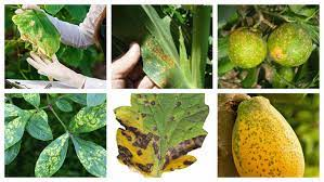 🌿 Aprende a Detectar Problemas en tus Plantas Solo con la Vista: Guía Completa