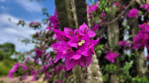 Cómo propagar Bougainvillea en agua: Guía paso a paso