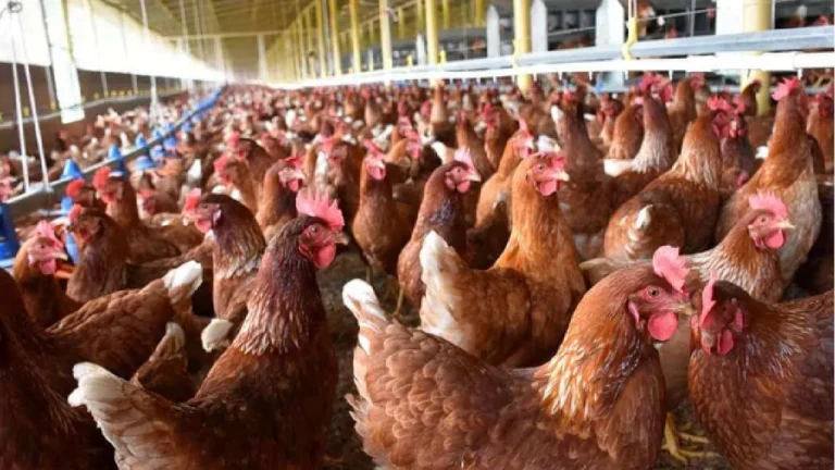 🐓 Guía Completa para Elegir la Raza de Pollo Adecuada Según Tus Necesidades
