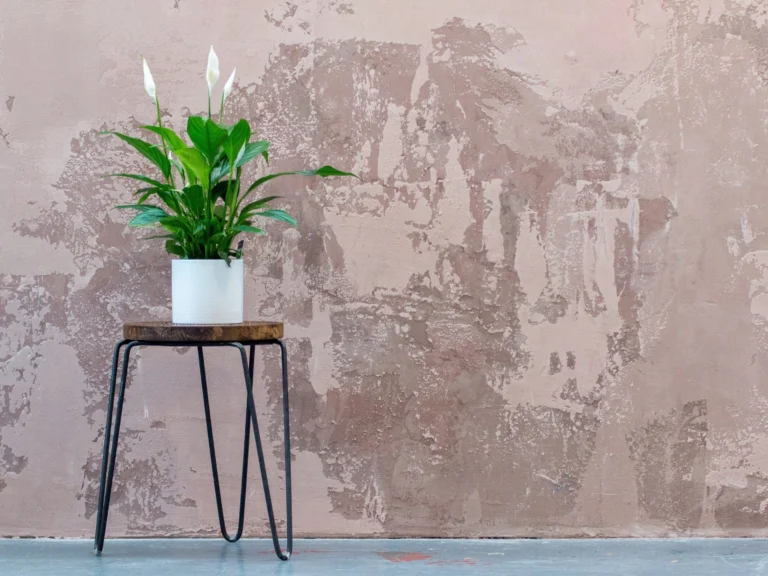 Lirio de la Paz: El Elixir Natural que Hará Resplandecer tus Plantas