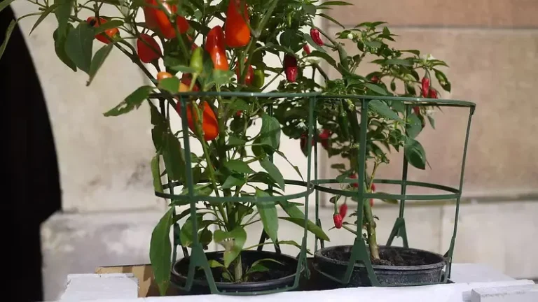 🌶️ Cómo Cultivar Pimientos en Macetas: Guía Completa para Maximizar tu Cosecha en Espacios Reducidos