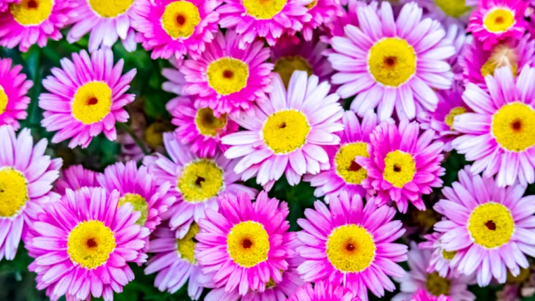 11 Plantas Perennes Fáciles de Dividir que Multiplicarán tus Flores