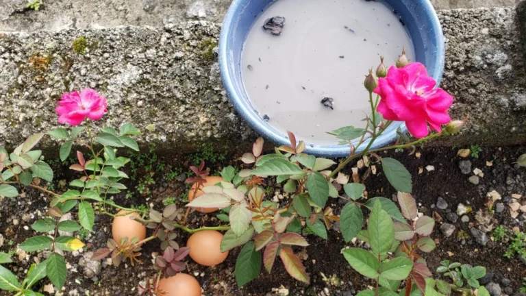 🌸 Explosión de Flores: Fertilizante Casero con Remolacha, Café y Azúcar