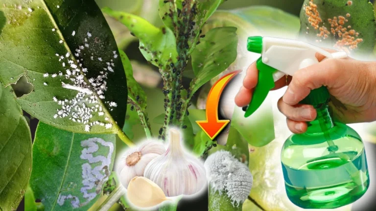 🌿 Insecticida Casero de Ajo y Jabón: Protege tus Plantas de Plagas de Forma Natural