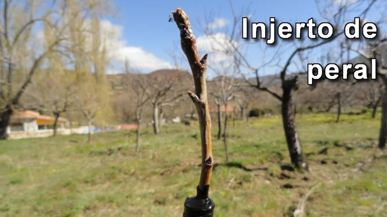 Cómo transformar perales invasores en frutales productivos con injertos 🍐
