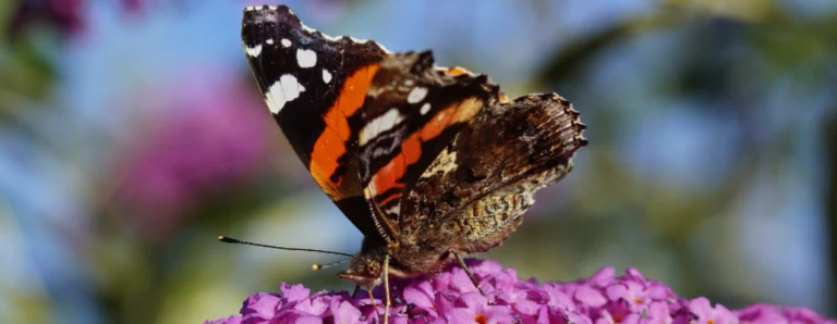 ¡Los papillons desaparecen, pero puedes ayudar! Guía completa para protegerlos y fomentar su regreso