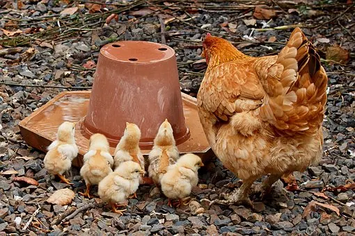 🐣 Cómo Construir una Incubadora Casera Paso a Paso: Guía Completa para Criadores de Aves
