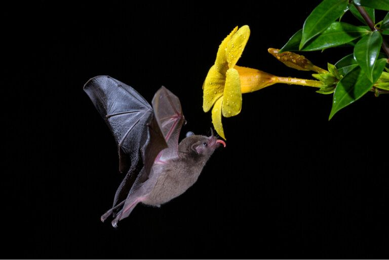 🦇 Alimentos que los murciélagos ayudan a producir: un viaje fascinante por la polinización chiropterófila