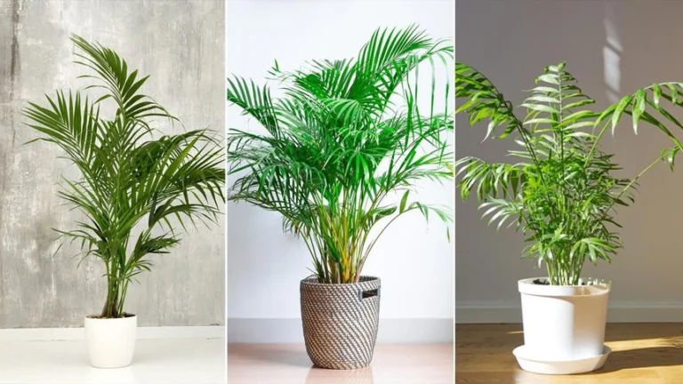 Palmeras de Interior: 9 Variedades Populares para Decorar tu Hogar con un Toque Tropical 🌴🌿