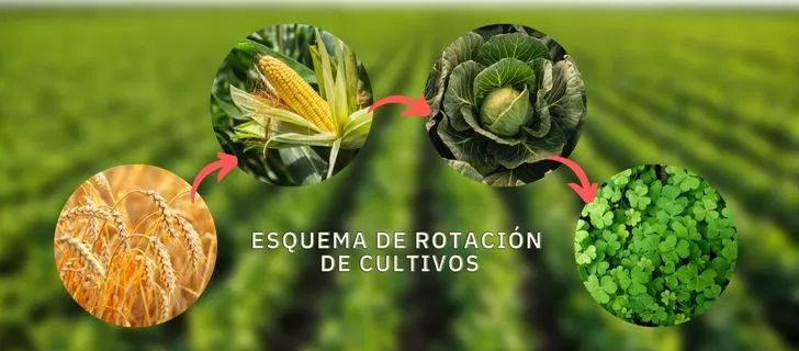 Rotación de cultivos: el secreto para un suelo fértil y cosechas abundantes