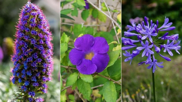 6 Flores Moradas Que Embellecen Tu Jardín Sin Esfuerzo
