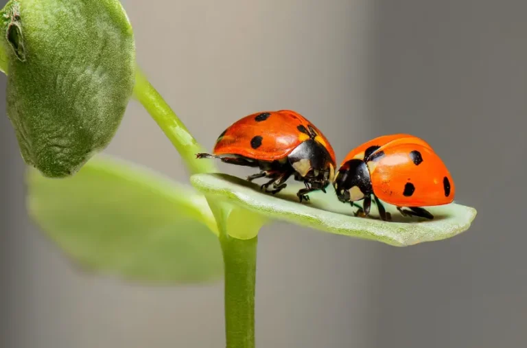 🐞 Cómo atraer mariquitas y cuidar tu jardín de forma natural 🌼🌿