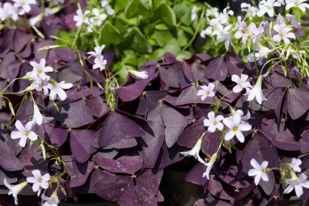 Trébol Violeta (Oxalis Triangularis): Una Planta Mágica y Elegante