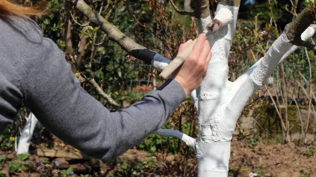 🌳 Árboles pintados de blanco: el secreto de los expertos para cuidarlos todo el año ❄️🌞