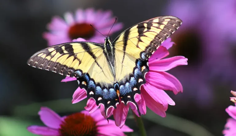 🌼 ¡Aliados del Jardín! Los Polinizadores Naturales Que Hacen Magia en Tus Plantas