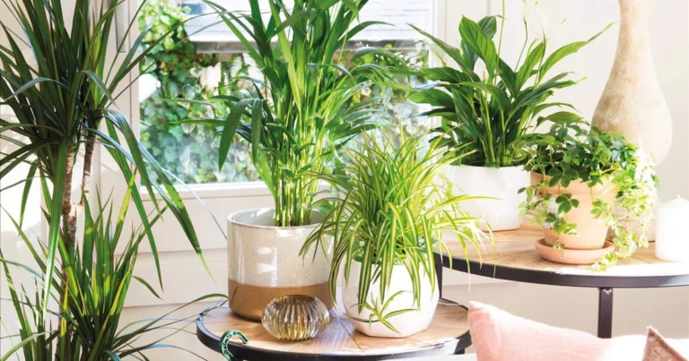 🌿 6 Plantas de Interior que Eliminan el Moho Negro: Purifica tu Hogar Naturalmente
