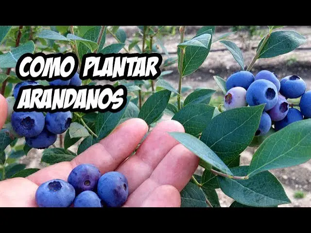 Cómo cultivar arándanos en casa para disfrutar de una cosecha infinita
