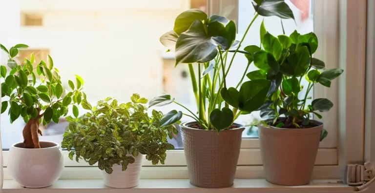 Guía fácil para cuidar plantas de interior