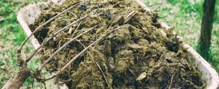 Estiércol líquido: cómo aprovechar purines de ganado para un suelo fértil y cosechas abundantes