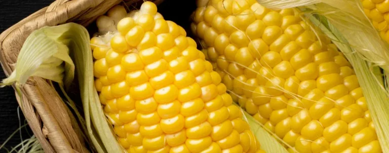 Guía Simple para Cultivar Maíz, Frijoles y Calabazas Juntos