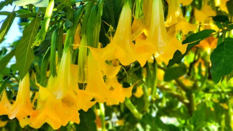 Guía Completa para Cultivar la Trompeta de Ángel: Consejos, Cuidado y Beneficios 🌸