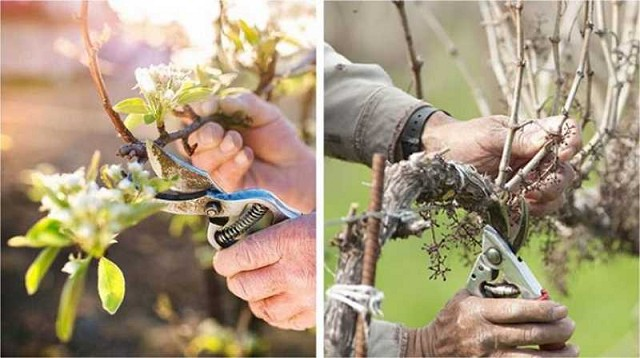 🌳 Por Qué, Cuándo y Cómo Podar Árboles y Arbustos: Guía Completa para un Jardín Saludable y Bello