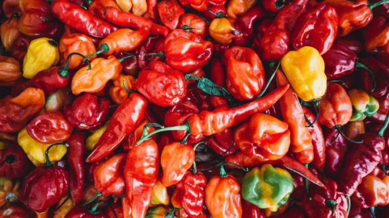 Las mejores variedades de chiles para cultivar en casa: alto rendimiento y sabor