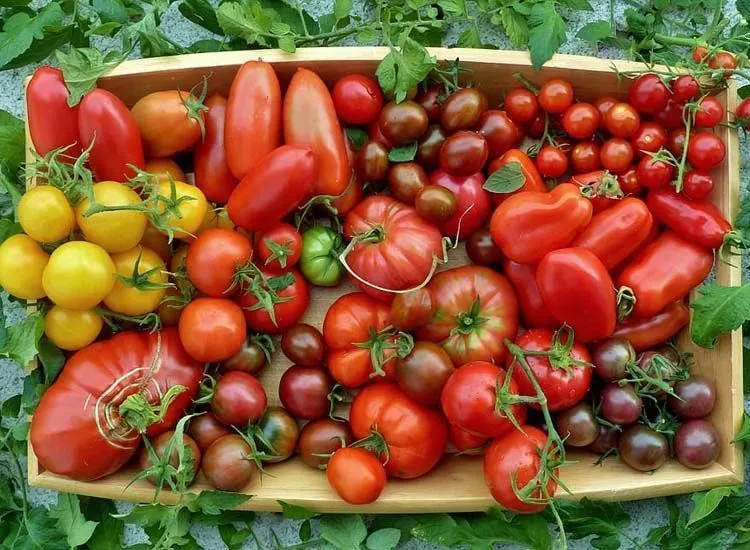 Descubre los secretos de los diferentes tipos de tomates: ¡Elige el cultivo perfecto y sorprende en la cocina! 