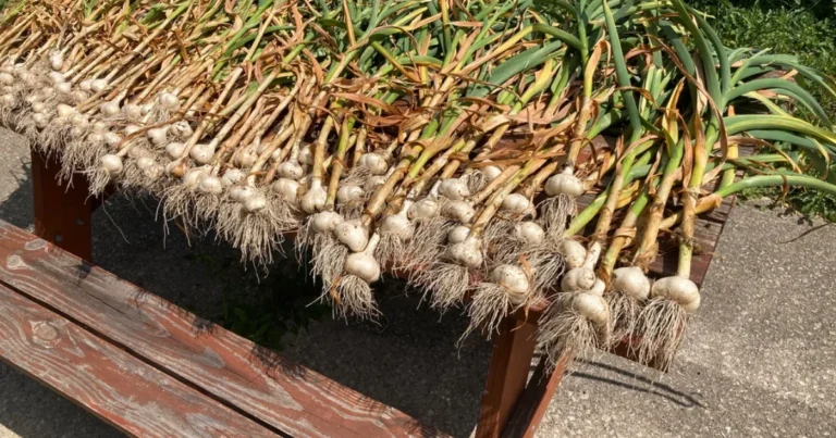Cultiva Ajo Fresco en Agua en Casa: ¡Guía Completa para Disfrutar de Brotes Deliciosos Todo el Año!