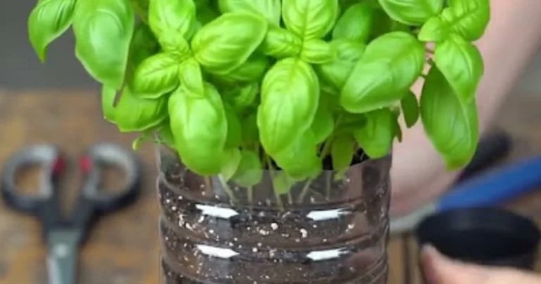 Introducción cálida