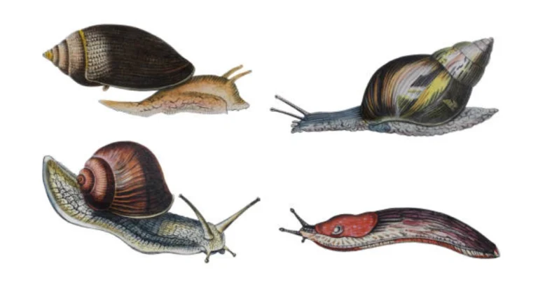 Guía Definitiva: Control Natural de Babosas en Tu Huerto Sin Químicos