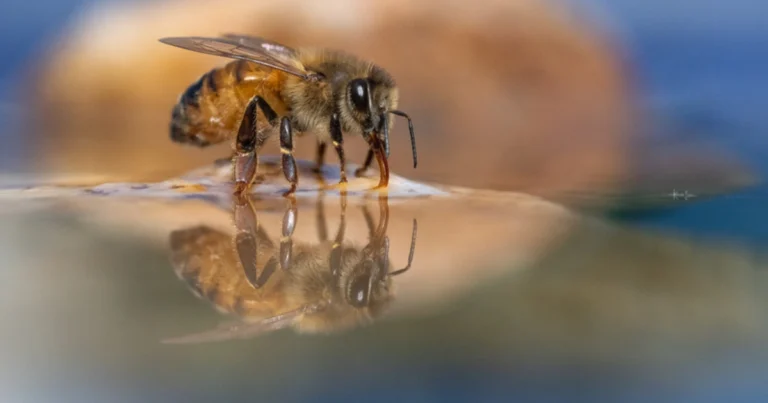 Cómo Crear un Bebedero Económico para Abejas y Cuidar tu Jardín 🐝