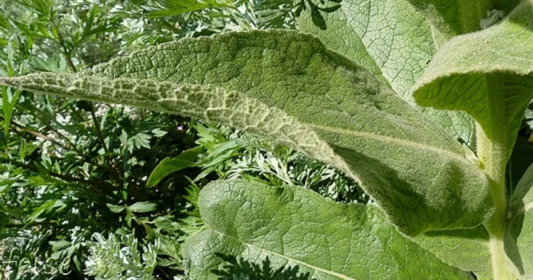Dormir con hojas de gordolobo en los pies: el secreto natural que tu cuerpo agradecerá