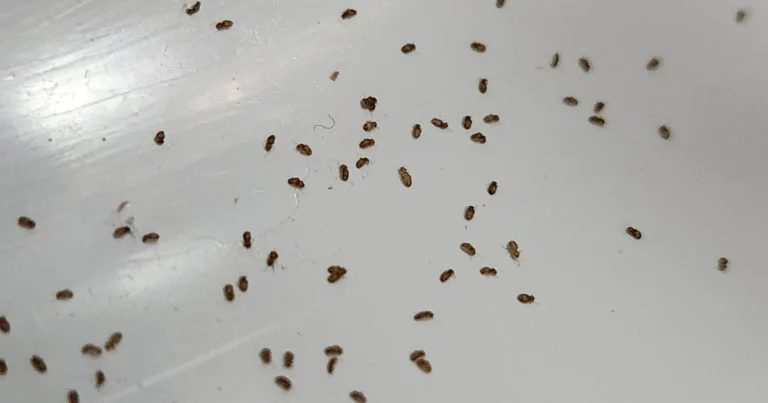 Cuclines en tu jardín: guías naturales que llegan con la lluvia