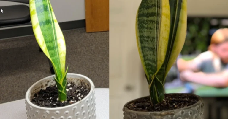 Cómo fertilizar tu planta serpiente sin matarla  Guía completa para mantenerla fuerte y hermosa