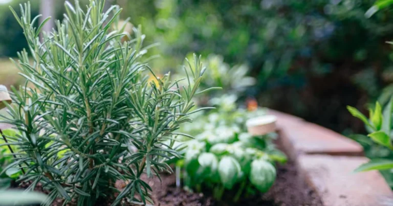 Cómo Propagar Romero en Agua: Guía Fácil y Efectiva