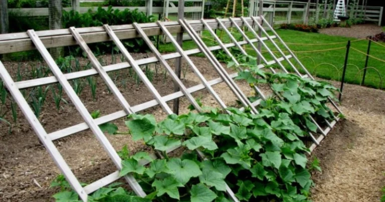 🌿 ¡Transforma tu Huerto con un Enrejado Inclinado para Pepinos y Más! 🌱