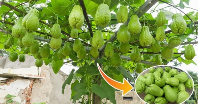 Cultivar chuchu en casa: guía completa para una cosecha abundante sin complicaciones