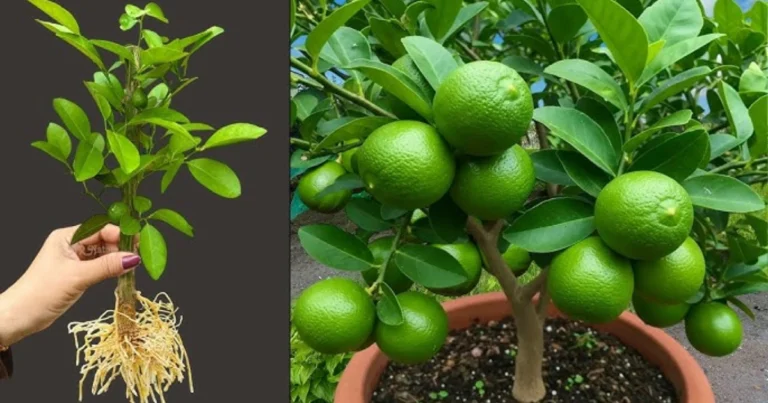 Siembra tu limonero desde semillas y transforma tu hogar en un rincón cítrico