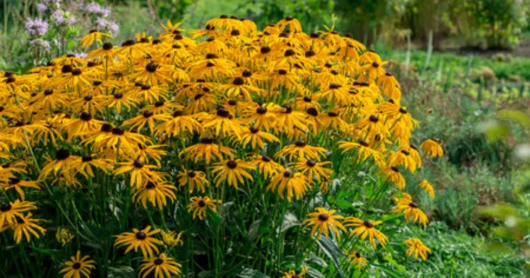 Atrae libélulas al jardín: 15 plantas infalibles para disfrutar de un control natural de mosquitos