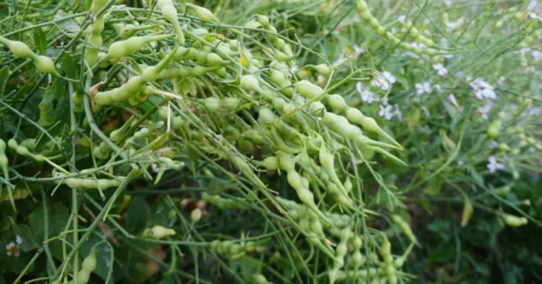 ¡No Arranques Tus Rábanos! Déjalos Florecer y Descubre un Tesoro Natural