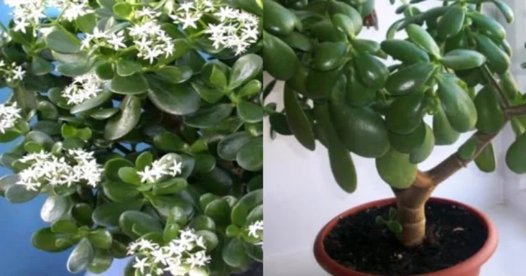 🌿 Crassula (Planta de Jade): Cómo cultivar riqueza, buena energía y belleza en casa