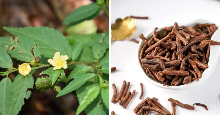 Sida acuta: la planta olvidada que puede transformar tu salud natural