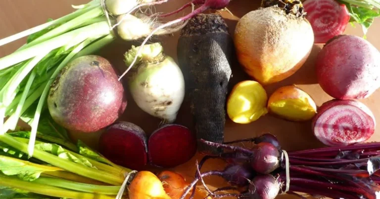 Cultiva tus Verduras Desde Casa: 10 Plantas que Puedes Regenerar Fácilmente