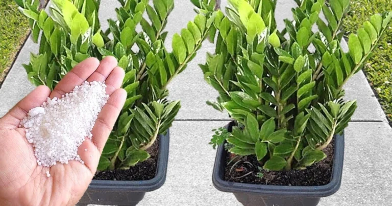 ¡Revela el Secreto Natural para Doblar la Floración de tus Plantas con Solo 1 Ingrediente!