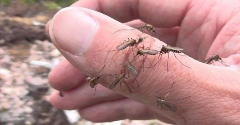 Adiós a los mosquitos con esta receta natural de clavo y vinagre