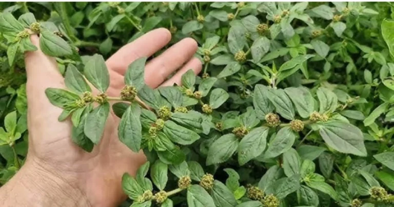 Euphorbia hirta: 30 beneficios naturales y cómo usarla con seguridad en tu vida diaria